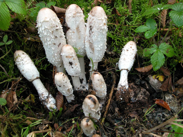 famigliola di...Coprinus comatus